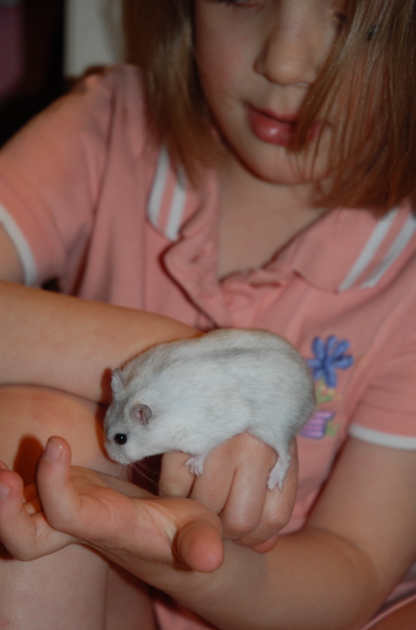 Spunky the Hamster