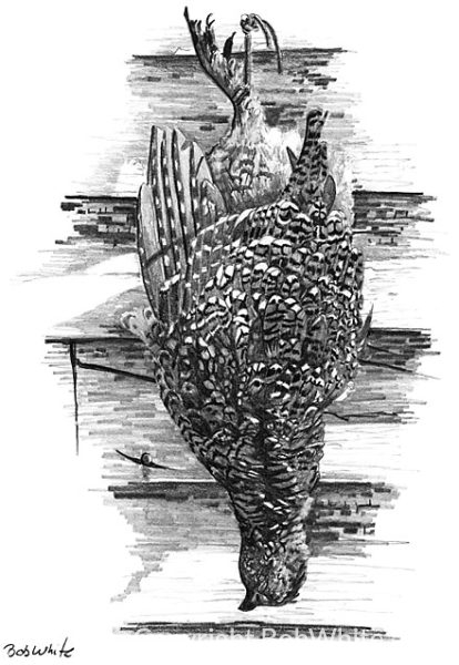 A Memory in Feathers