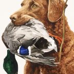 Chessie with Mallard