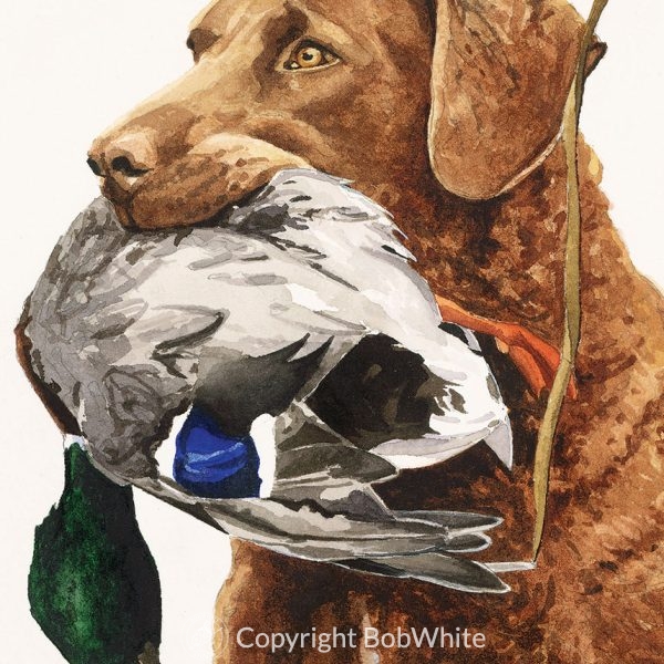 Chessie with Mallard Print