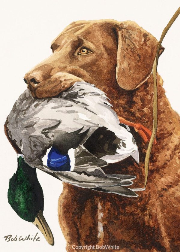 Chessie with Mallard Cards