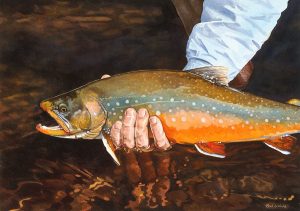 Arctic Char