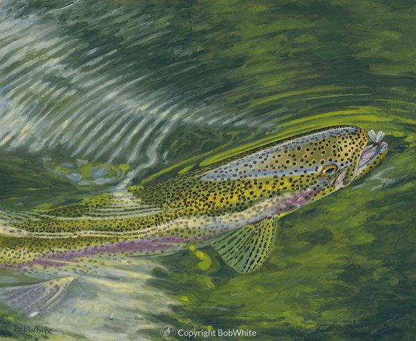 Ascension - Rainbow Trout Print