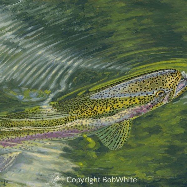 Ascension - Rainbow Trout Print