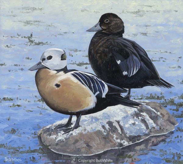 Eider Down