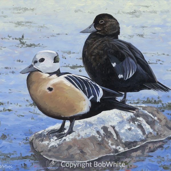 Eider Down