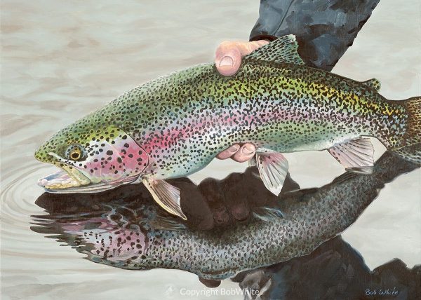 Rainbow Trout Cards