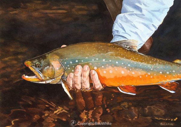 One Last Look - Arctic Char Print