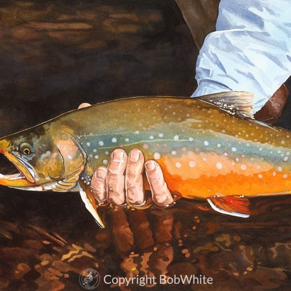 One Last Look - Arctic Char Print