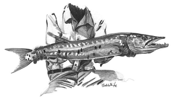 Barracuda
