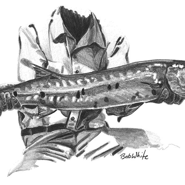 Barracuda