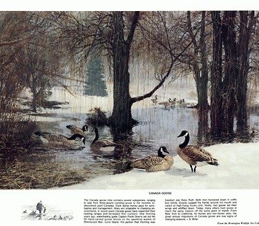 Canada Goose by Tom Beecham