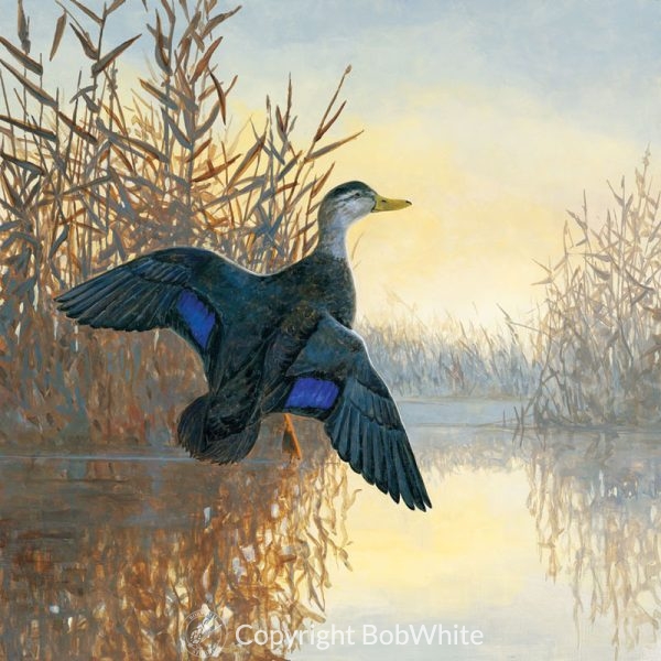 Black Duck