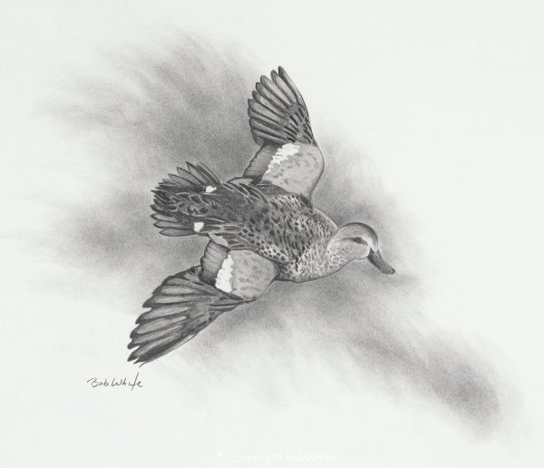 Blue-Winged Teal Pencil