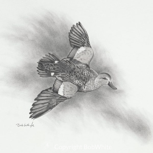 Blue-Winged Teal Pencil