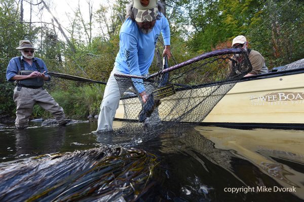 Musky Fly Fishing Wisconsin