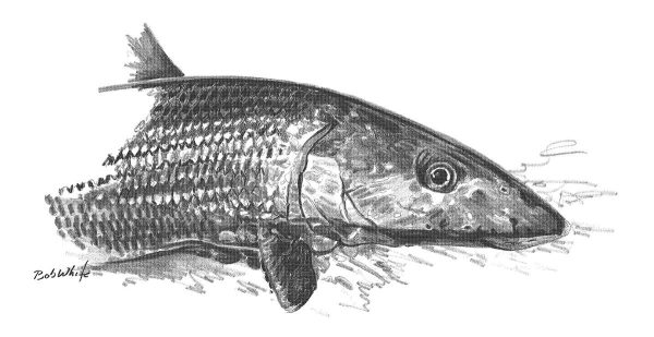Bonefish