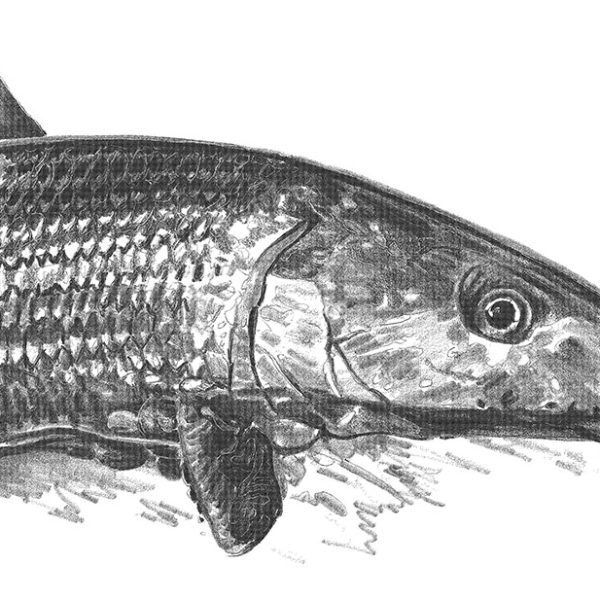Bonefish