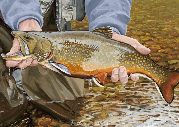 Brook Trout Cards