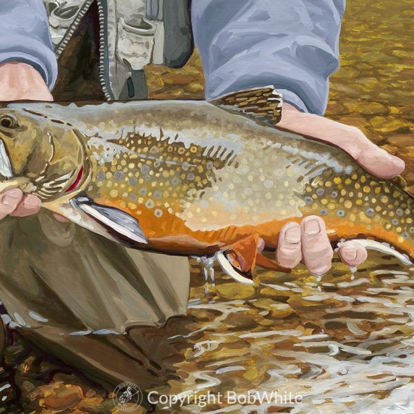 Brook Trout Cards