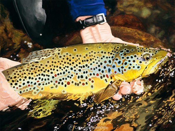 One Last Look - Brown Trout Print
