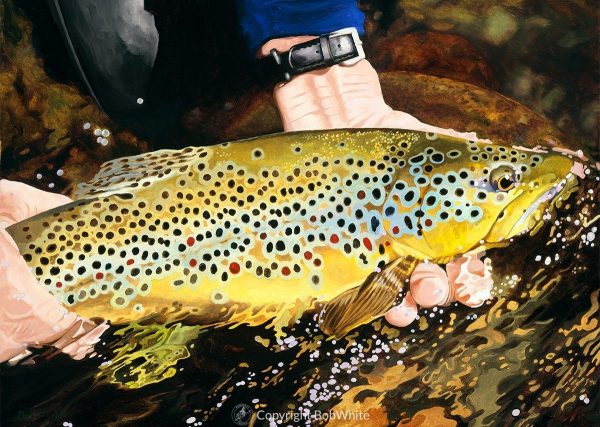 Brown Trout Cards