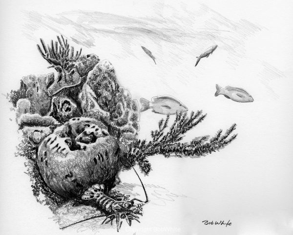 Coral Head and Sea Fans