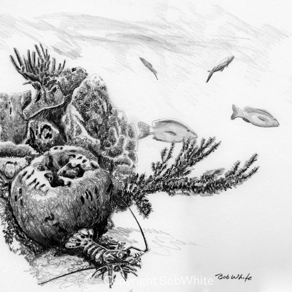 Coral Head and Sea Fans