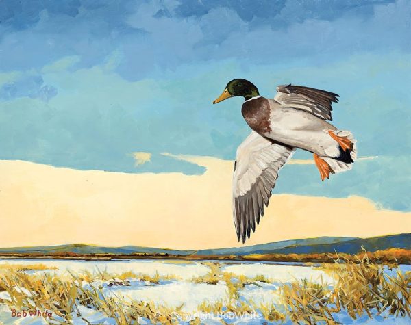 Cupped Mallard