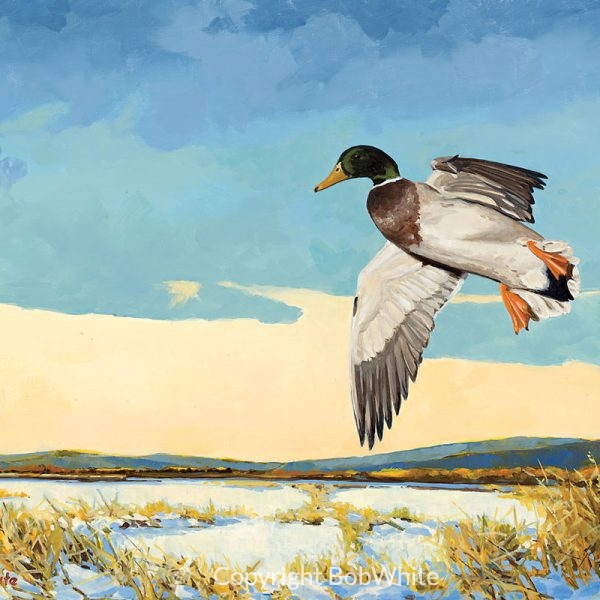 Cupped Mallard