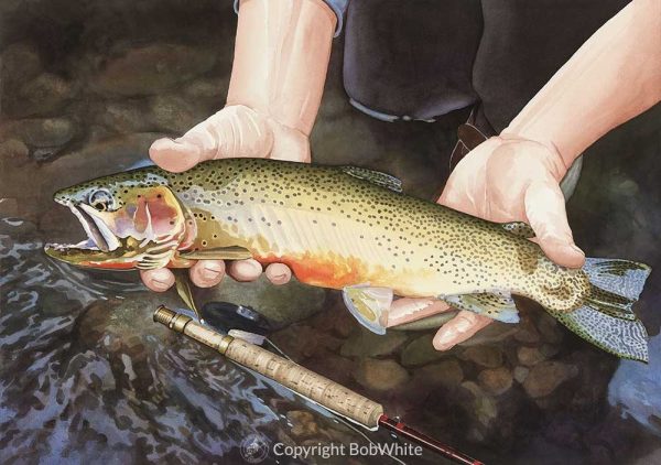 One Last Look - Cutthroat Trout Print