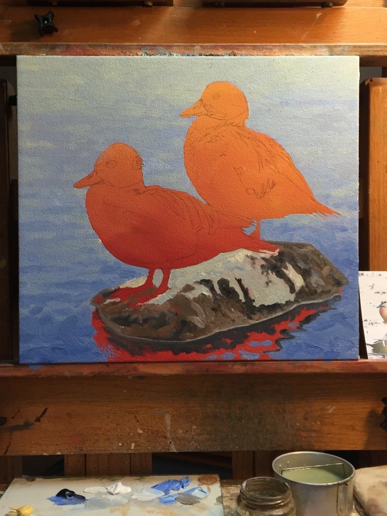 eider-2