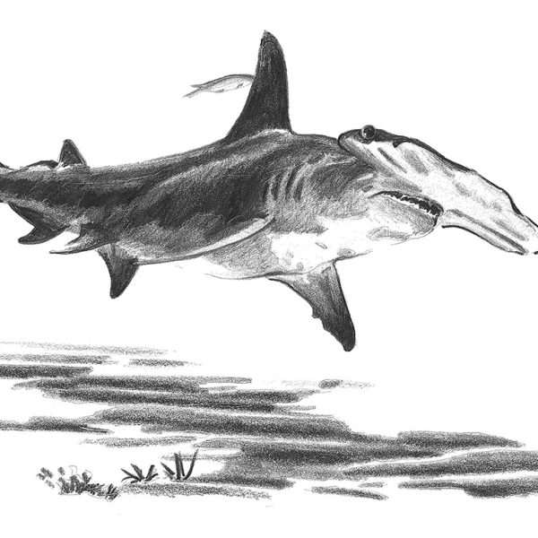 Hammerhead