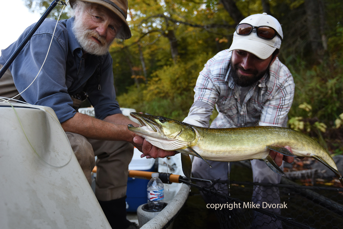 Musky Fly Fishing Wisconsin