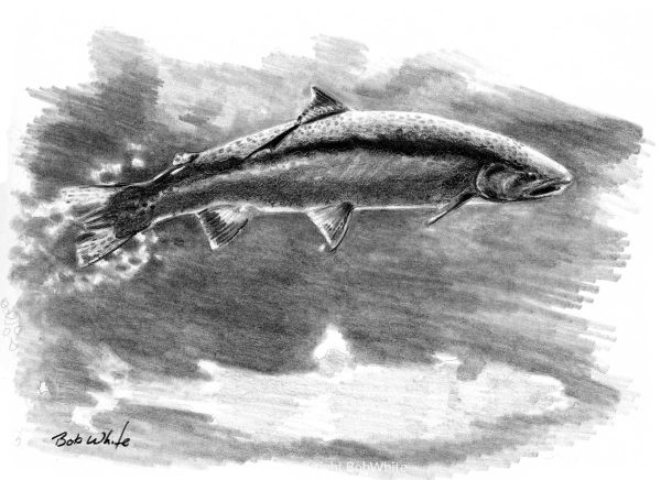 Leap - Pencil
