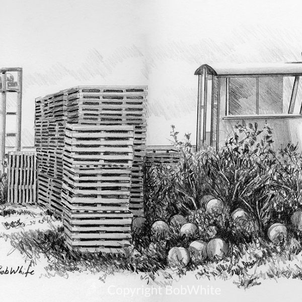 Lobster Traps