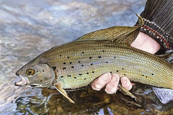 Midnight Grayling