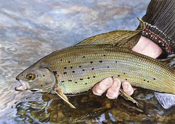 One Last Look - Midnight Grayling Print