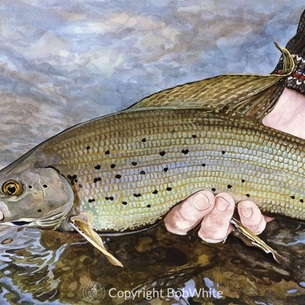 One Last Look - Midnight Grayling Print