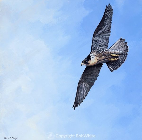 Icon - Peregrine Falcon Print