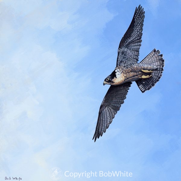 Icon - Peregrine Falcon Print