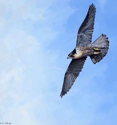 Bird Studies