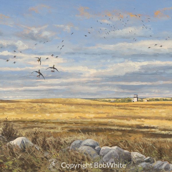 Prairie Sky