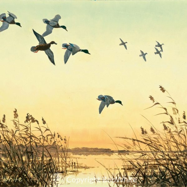 Prairie Pothole