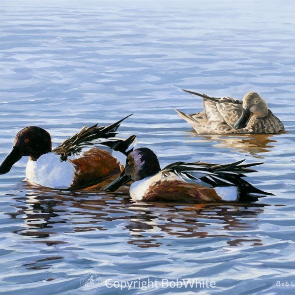 Resting - Northern Shovelers