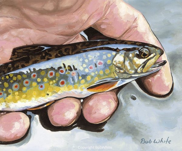Small Fry - Brook Trout Print