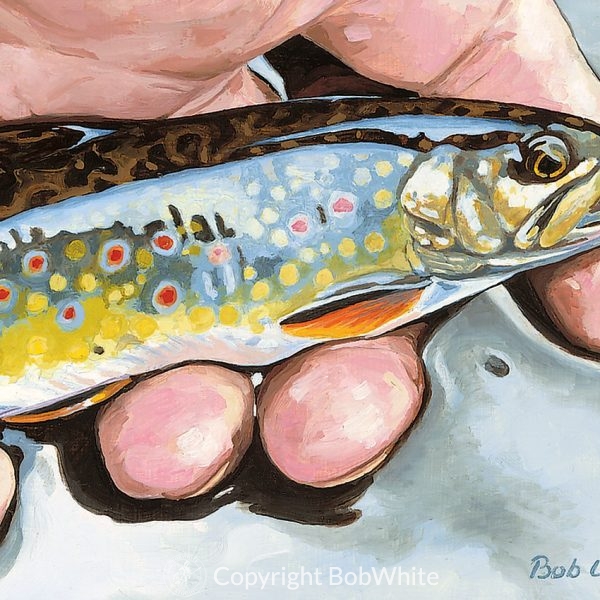 Small Fry - Brook Trout Cards