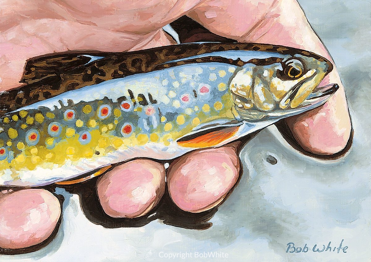 Small Fry - Brook Trout Cards - BobWhite Studio