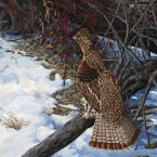 Spring Grouse