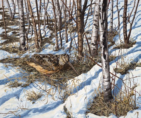 Spring Woodcock Print
